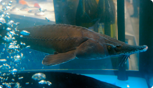 Аквакультура