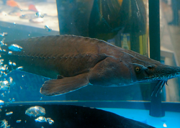 Аквакультура